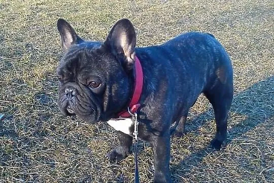 Buldog,Buldogi Francuskie SUCZKA FCI