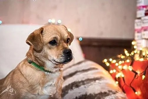 Patrz jaka wesoła psia minka! To urocza Pralinka! 