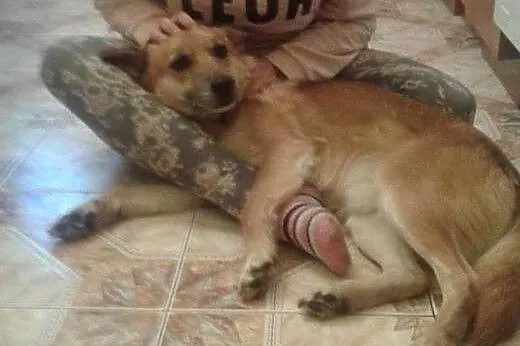 RUDY wyjątkowy psiak czeka na swój DOM !!!!,  mazo