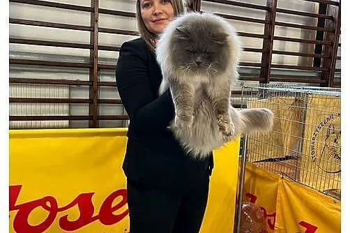 Koty syberyjskie kot syberyjski Neva masquerade PZF WCF, Mazowieckie, Grodzisk Mazowiecki