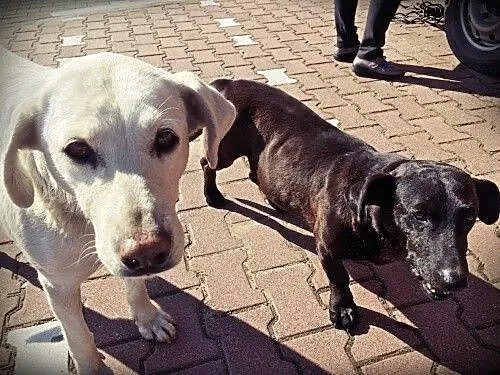 Błagamy o dom dla znajdek! Labradorka i jamniczek!