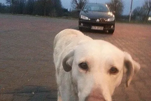 Błagamy o dom dla znajdek! Labradorka i jamniczek!