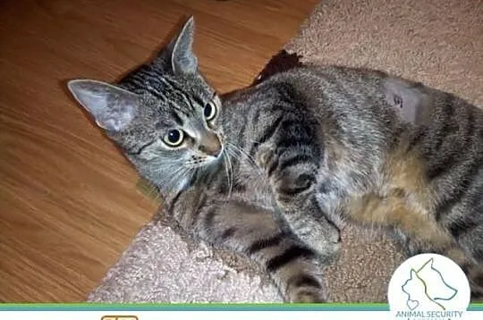 młoda kotka Cleo do adopcji