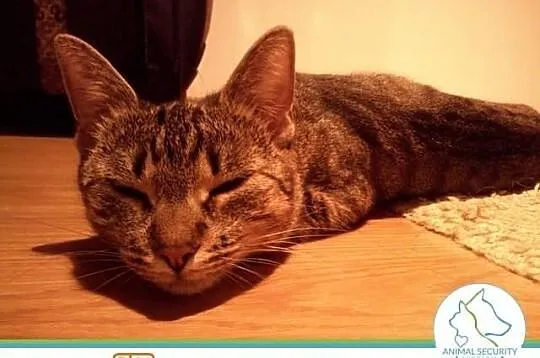 Młoda kotka Cleo do adopcji