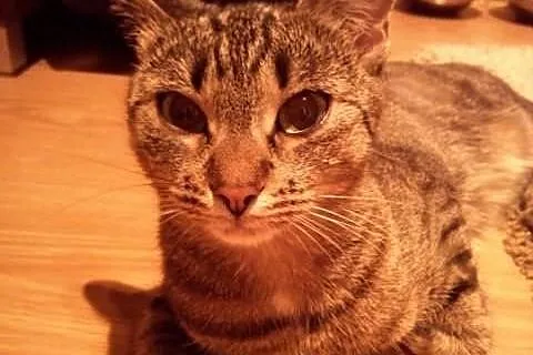 Młoda kotka Cleo do adopcji