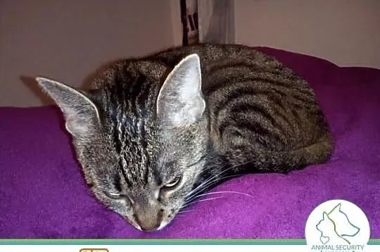 Młoda kotka Cleo do adopcji