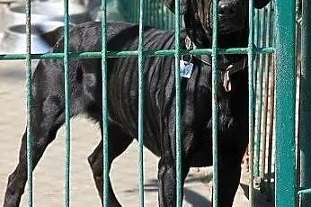 Czarna sunia w typie labradora do adopcji,  kujawsko-pomorskie Toruń