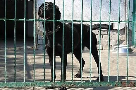Czarna sunia w typie labradora do adopcji,  kujaws