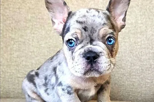 Buldog francuski