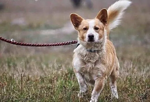 Fistaszek - śliczne szczęście w typie Corgi czeka