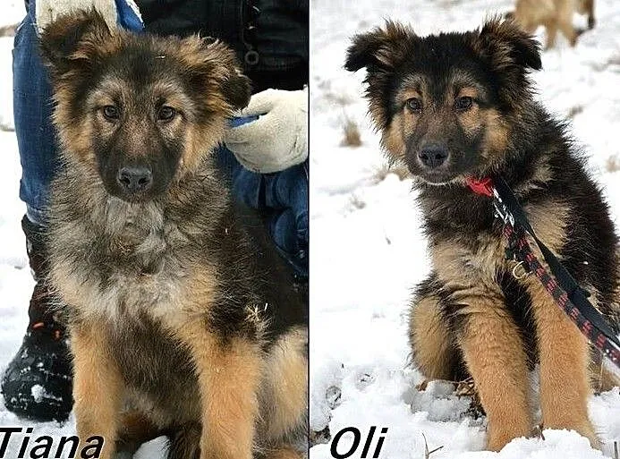Owczarkowate dzieci do wzięcia! :), Warmińsko-mazurskie, Olsztyn