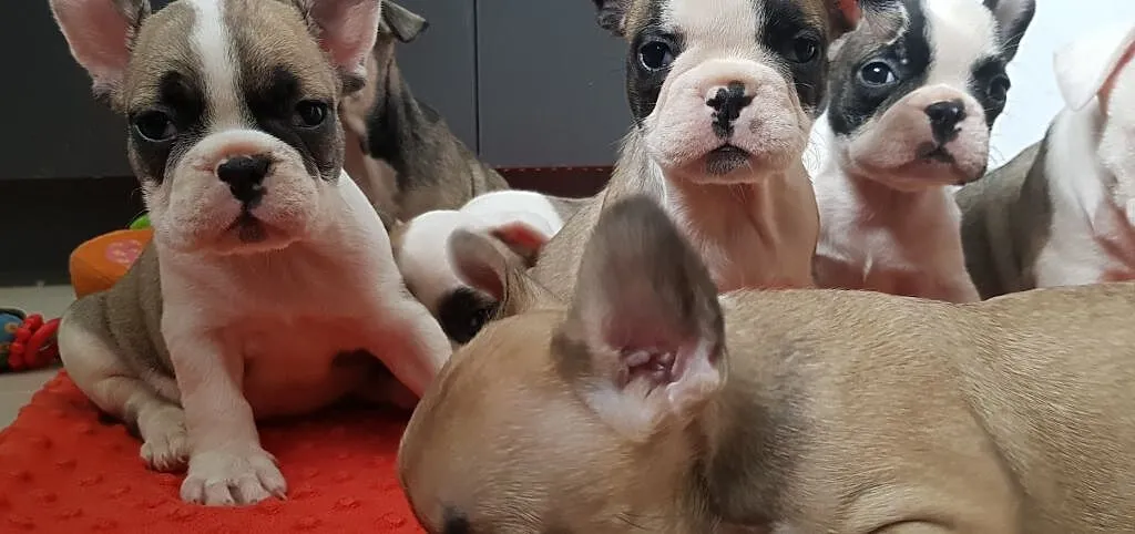Buldog francuski Piękne Szczenię, Łódzkie, Piotrków Trybunalski