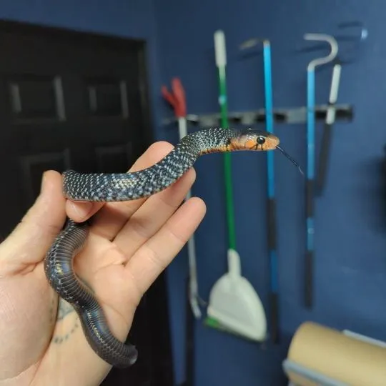 Captive bred  Eastern indigo snakes or Drymarchon couperi for sale