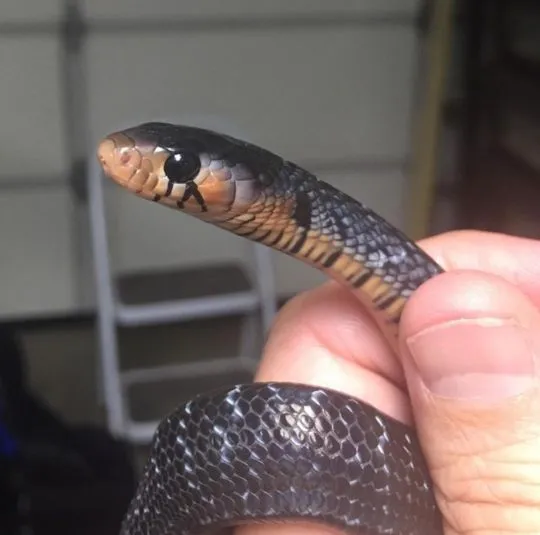 Captive bred  Eastern indigo snakes or Drymarchon couperi for sale, , Warmątowice Sienkiewiczowskie