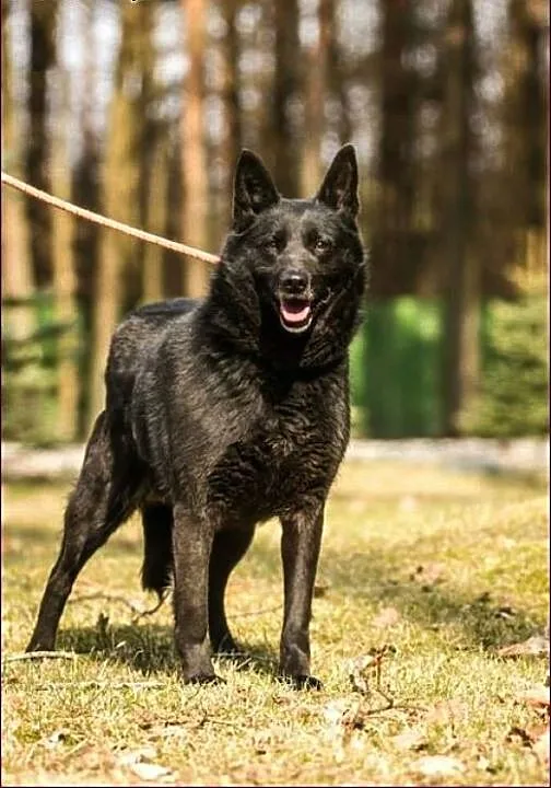 Lisa - zakochasz się w suni, to pewne! :), warmiń