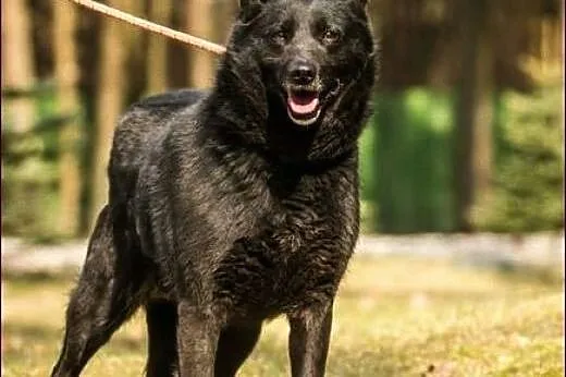 Lisa - zakochasz się w suni, to pewne! :),  warmiń