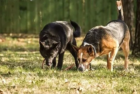 Lisa - zakochasz się w suni, to pewne! :),  warmiń