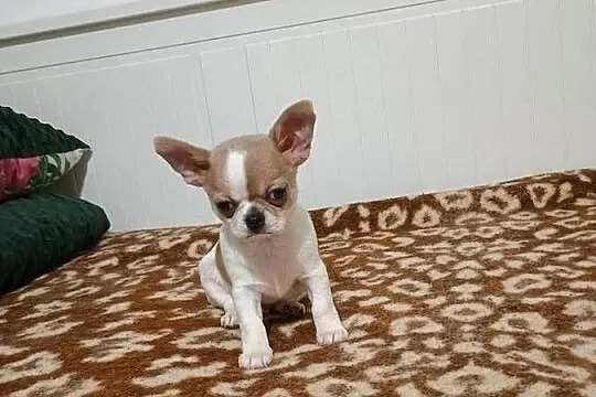 Chihuahua  malutki  przytulasek chip rodowód