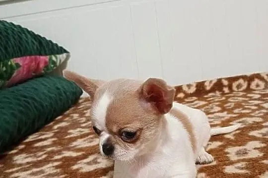Chihuahua  malutki  przytulasek chip rodowód, Łódzkie, Kleszczów