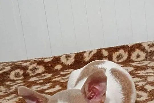 Chihuahua  malutki  przytulasek chip rodowód, Łódzkie, Kleszczów
