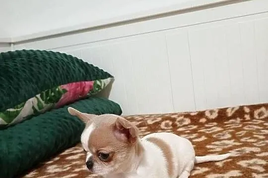 Chihuahua  malutki  przytulasek chip rodowód, Łódzkie, Kleszczów