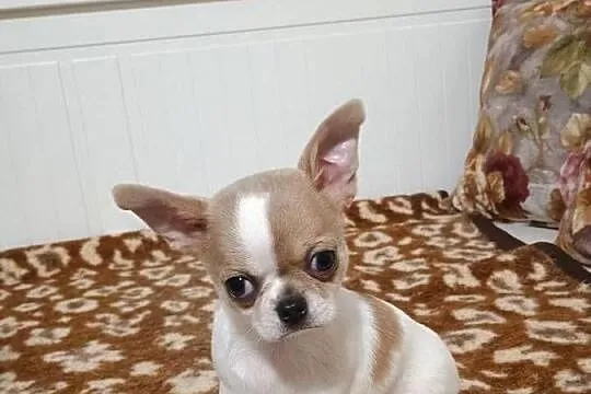 Chihuahua  malutki  przytulasek chip rodowód, Łódzkie, Kleszczów