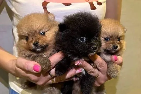 Pomeranian śliczne szczeniaczki, Łódzkie, Zduńska Wola