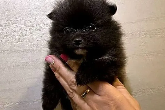Pomeranian śliczne szczeniaczki, Łódzkie, Zduńska Wola