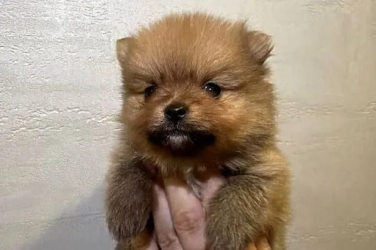 Pomeranian śliczne szczeniaczki, Łódzkie, Zduńska Wola