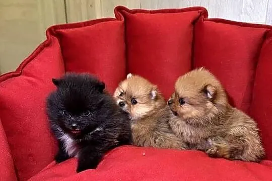 Pomeranian śliczne szczeniaczki, Łódzkie, Zduńska Wola