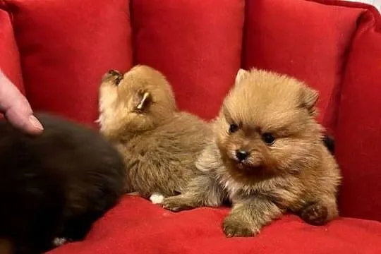 Pomeranian śliczne szczeniaczki, Łódzkie, Zduńska Wola