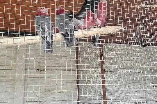 kakadu różowe sprzedam