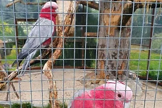 kakadu różowe sprzedam, Świętokrzyskie, Sędziszów