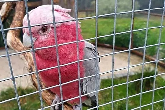 kakadu różowe sprzedam, Świętokrzyskie, Sędziszów