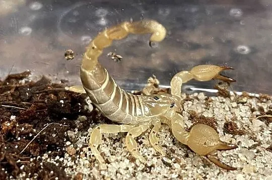 Scorpio maurus palmatus