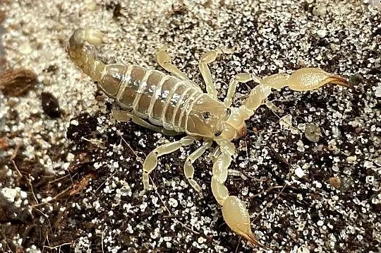 Scorpio maurus palmatus, Śląskie, Gliwice