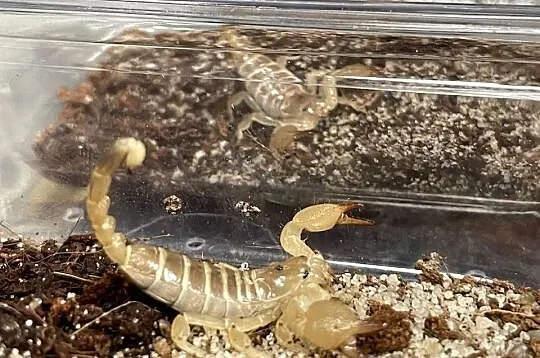 Scorpio maurus palmatus, Śląskie, Gliwice