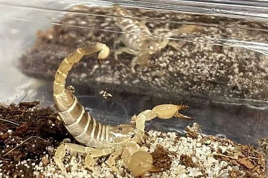 Scorpio maurus palmatus, Śląskie, Gliwice