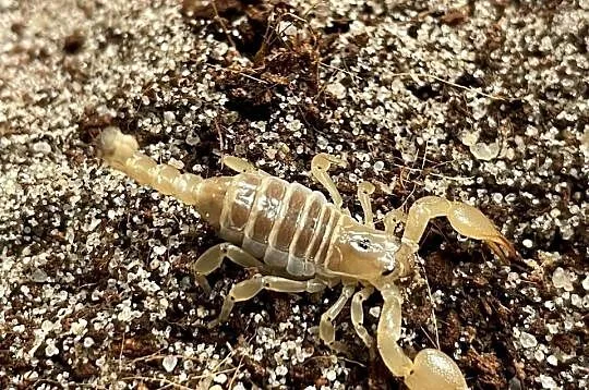 Scorpio maurus palmatus, Śląskie, Gliwice