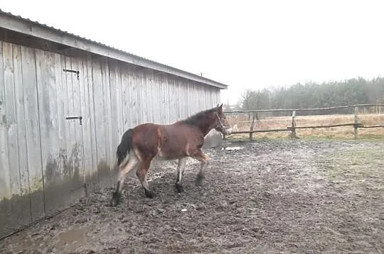 Sprzedam klaczke.