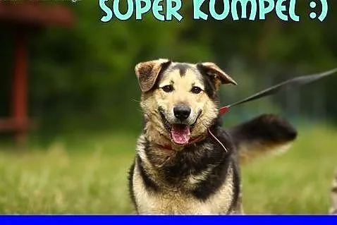 Psi kumpel, ciekawski, energiczny, 30 kg, FLOREK, adopcja ,  mazowieckie Warszawa