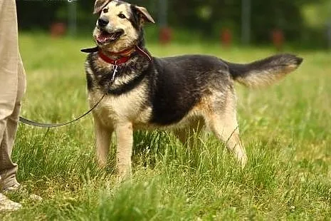 Psi kumpel, ciekawski, energiczny, 30 kg, FLOREK, 