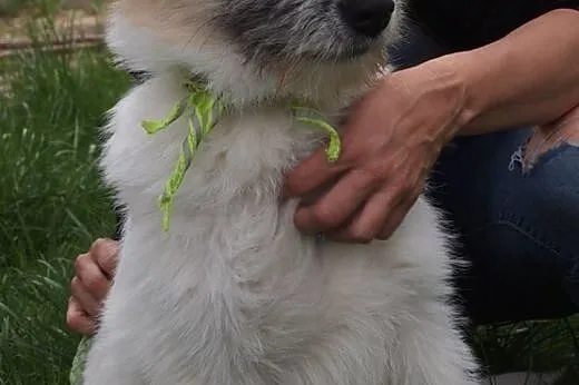 HUGO - duże dziecko pilnie szuka domu! Cudowny kud