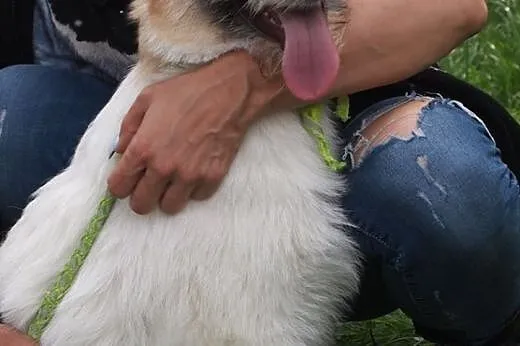 HUGO - duże dziecko pilnie szuka domu! Cudowny kud