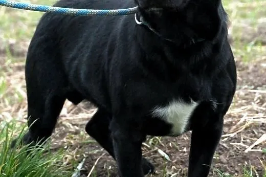 Brzdąc niewielki, bardzo przyjacielski psiak ADOPC