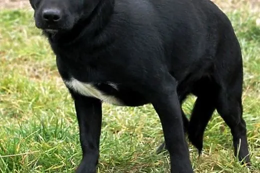 Brzdąc niewielki, bardzo przyjacielski psiak ADOPC