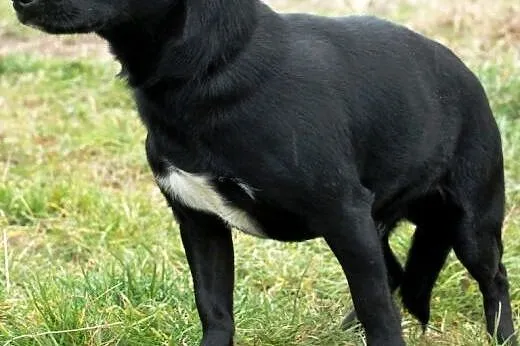 Brzdąc niewielki, bardzo przyjacielski psiak ADOPC