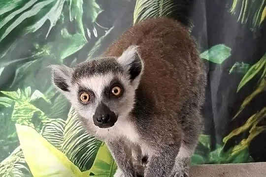Lemur catta