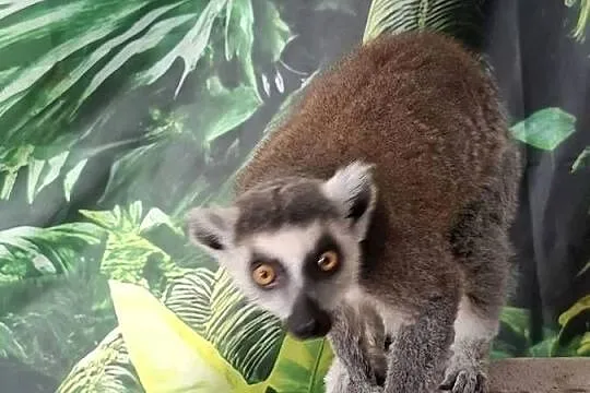 Lemur catta, Wielkopolskie, Rąbiń