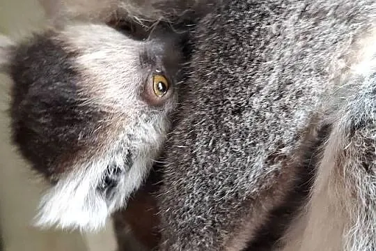 Lemur catta, Wielkopolskie, Rąbiń